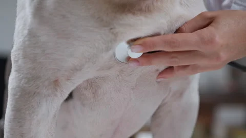A vet examines a dog, emphasizing care and the vetpet bond Stock Footage 283118724