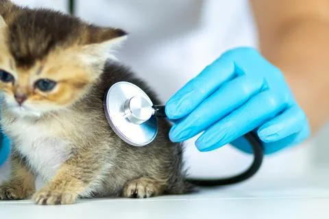 Vet examines a kitten using a stethoscope in a clinic setting during a routine Stock Photos