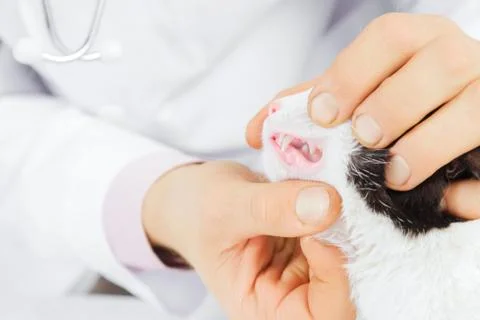 Vet examines teeth of a cat Stock Photos