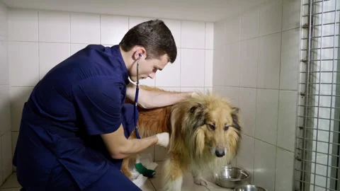 The vet examining the collie dog using stethoscope in the veterinary clinic. 4K 스톡 동영상 93910094