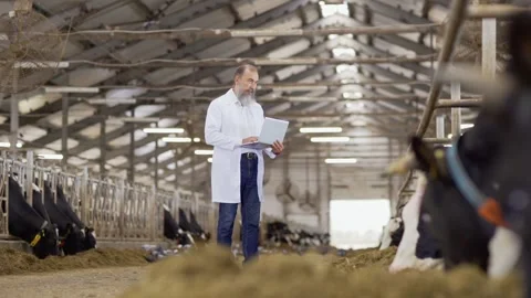 Vet examining cows and typing notes on laptop Stock Footage 140996934