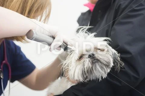 Vet Examining Ear Of Dog In Clinic