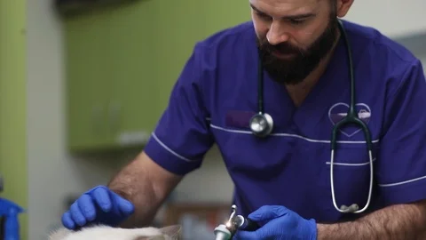 Vet examining ears of sick cat, using medical equipment. Owner of pet standing Stock Footage 87264526