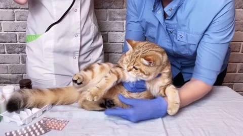Vet examining ginger cat with stethoscope. Stock Footage 165229845