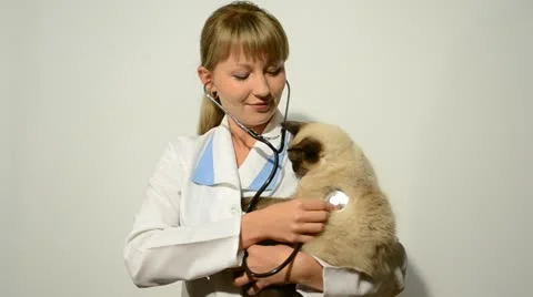 	 vet Stock Footage 12392605