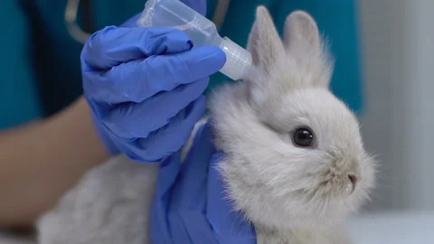 Vet hand dropping medicaments in rabbit ears, treating for fungus, parasites Stock Footage 112608632