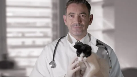 Vet holding a Cat Video stock 254690672