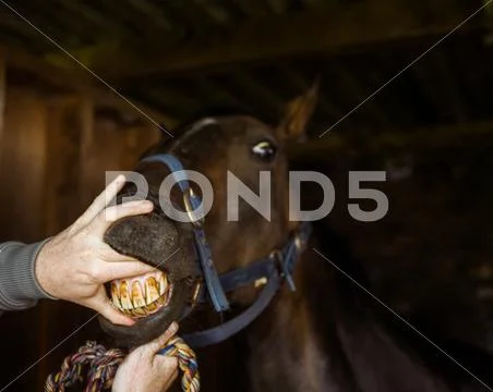 Vet Looking At Horse Teeth
