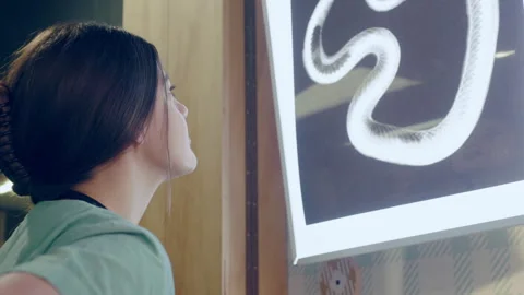 Vet looking at an xray of a snake Stock Footage 279319266