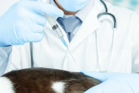 Vet makes prick a cat Stock Photos