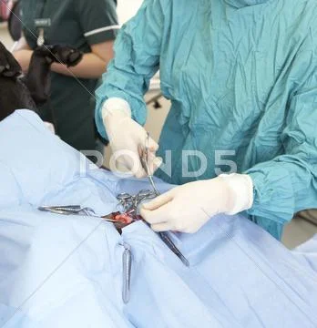 Vet Operating On Dog Stock Photos