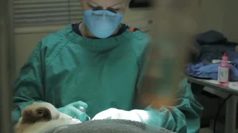 Vet preparing dog Stock Footage 21486148