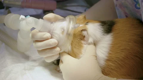 Vet preparing a guinea pig for surgery, ... | Stock Video | Pond5 - Guinea Pig Spay Surgery And Vitamin E Requirements