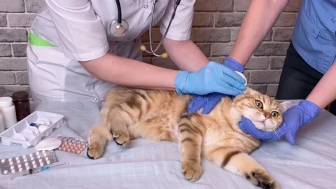 Vet processing cat ear with cotton pad. Video stock 166053062
