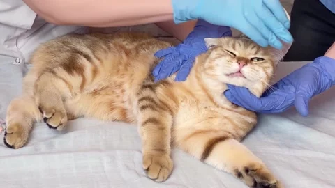 Vet processing cat ear with cotton pad. Video stock 171234496