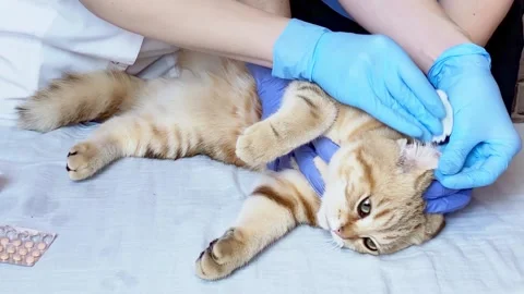 Vet processing cat ear with cotton pad. Stock Footage 184445803