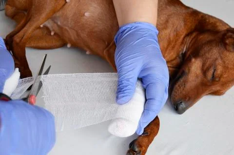The vet is ready to bandage the dog's paw Stock Photos
