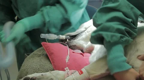 Vet saving dog Stock Footage 21486114