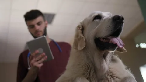 Vet scrolling on touchpad and stroking dog Stock Footage 91999536