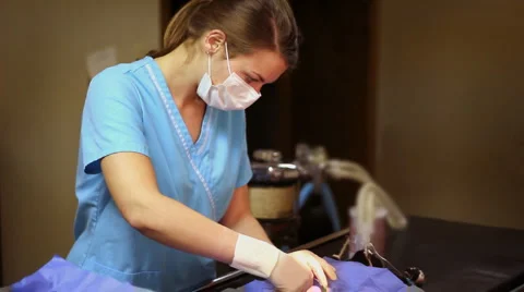 Vet Surgery Stock Footage 1012382