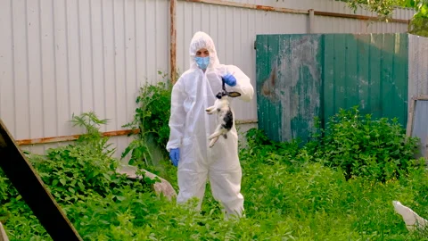 A vet throws away a dead rabbit. Selective focus. Stock Footage 284739473