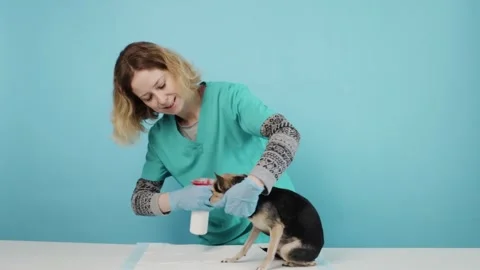 Vet using medicine bottle for tick prevention, pet undergoing hygiene care,.. Video stock 309989504