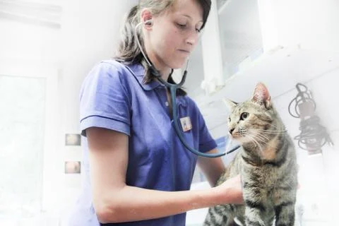 Vet using stethoscope on cat Stock Photos