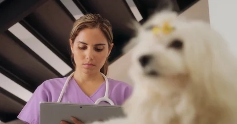 Vet Using Tablet Computer During House Call With Dog Stock Footage 81491306