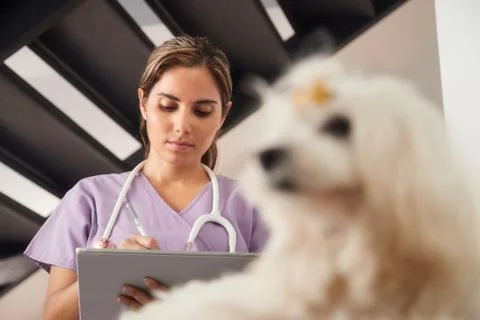 Vet Using Tablet Computer During House Call With Dog Stock Photos