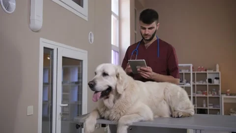 Vet working on digital tablet pc at clinic Video stock 91999465