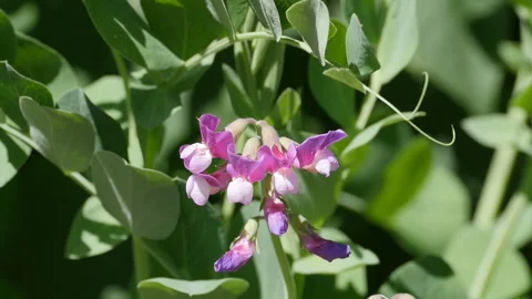 Vetch flowers close up Stock Footage 146611526