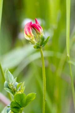 Vetch Stock Photos