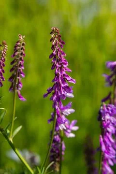 Vetch, vicia cracca valuable honey plant, fodder, and medicinal plant. Fragil Stock Photos