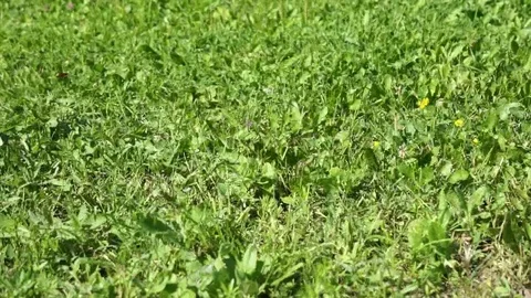 вете Stock Footage 79038466