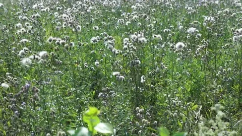 ветер Stock Footage 79038397
