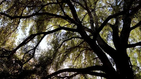 Veteran tree Populus alba - silver poplar in Zaslaw Malicki Park, Warsaw Stock Footage 164182186