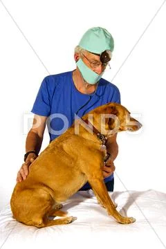 Veterinair with dog Stock Photos