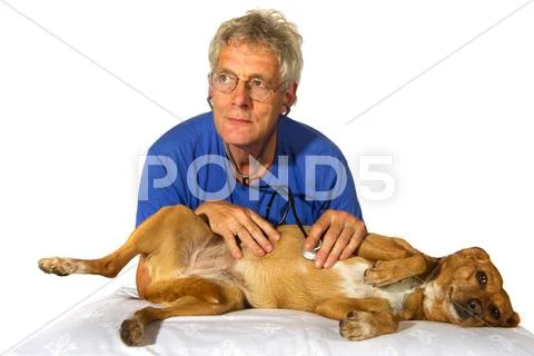 Veterinair with dog Stock Photos