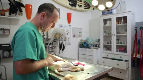 Veterinar at clinic 스톡 동영상 62800766