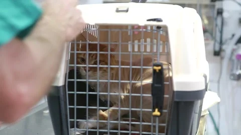 Veterinar entering cat into cage 動画素材 62829350