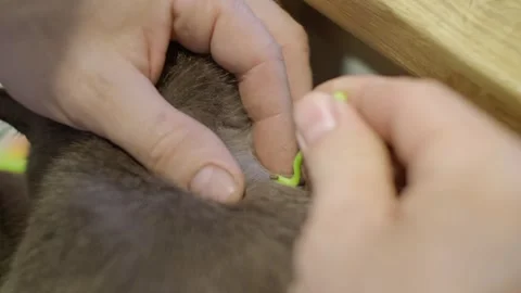 Veterinar Remove a tick from a cat Vidéo 310006042