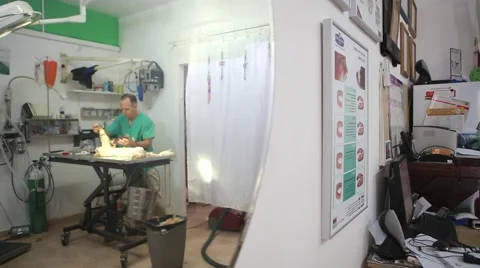 Veterinar works in veterinary Stock Footage 62824488