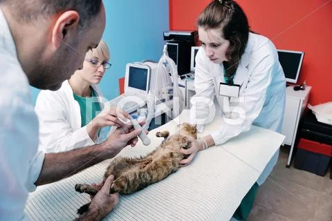 Veterinarian And Assistant In A Small Animal Clinic