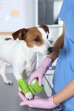 Veterinarian applying bandage onto dog's paw at table in clinic, closeup Stock Photos