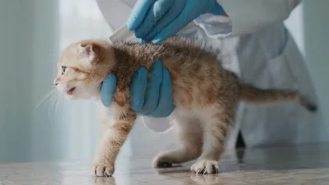 Veterinarian applying flea and tick treatment on small scottish fold kitten.. Stock Footage 334855287