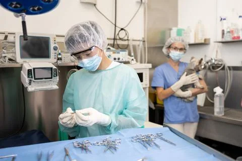 Veterinarian assistant preparing tools for procedures in veterinary clinic Stock Photos