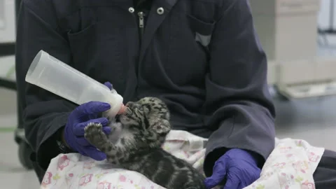 Clouded Leopard Stock Videos – Royalty-Free HD & 4K Videos | Pond5