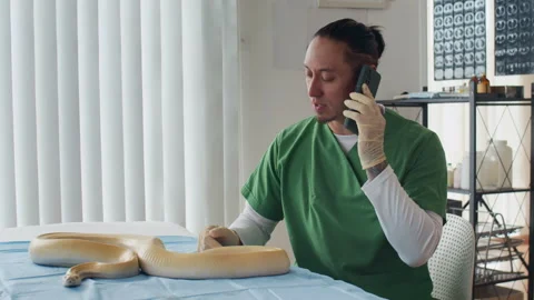Veterinarian Calling on Phone while Examining Snake in Clinic Stock Footage 302233927