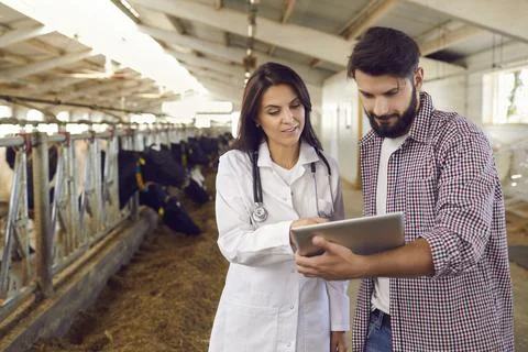 Veterinarian caring for cows on a dairy farm shows data on a digital tablet to Stock Photos