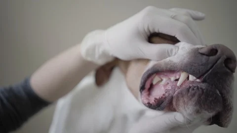 Veterinarian chacking a teeth of english pointer dog in vet clinic Stock Footage 107386567